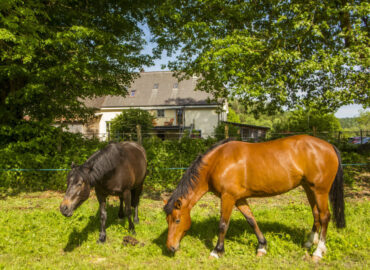 🐐 Ferme du Bonheur – Chez l’Gaby – Porrentruy