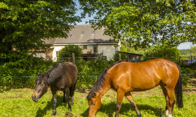 🐐 Ferme du Bonheur – Chez l’Gaby – Porrentruy