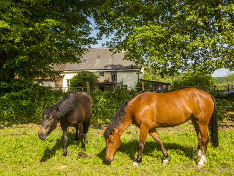 Ferme du Bonheur - Chez l'Gaby - Porrentruy