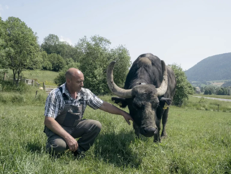 ferme buffles 1 e1774690379420