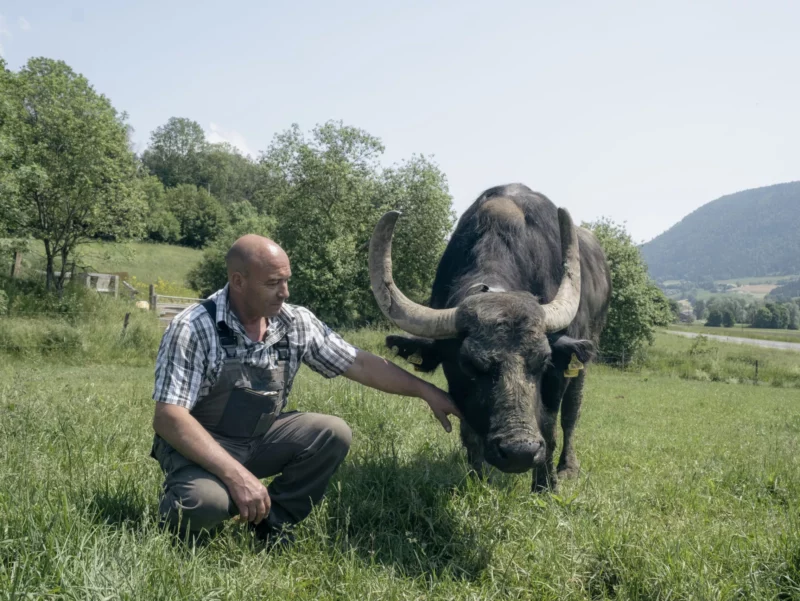 Un buffle de la famille Stähli. La Ferme des Buffles de Travers, exploitée par Stähli Produits Fermiers SA, se situe au cœur du Val-de-Travers,