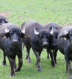 🐶 Ferme des Buffles – Travers