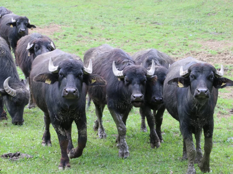 Un troupeau de buffles. La Ferme des Buffles de Travers, exploitée par Stähli Produits Fermiers SA, se situe au cœur du Val-de-Travers,