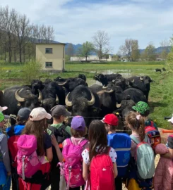 🐶 Ferme des Buffles – Travers