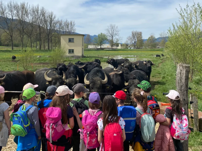 Des enfants en visite à la ferme des buffles. La Ferme des Buffles de Travers, exploitée par Stähli Produits Fermiers SA, se situe au cœur du Val-de-Travers,
