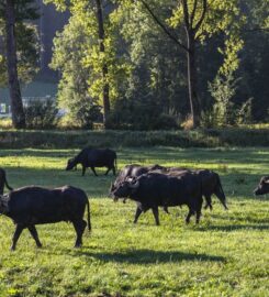 🐶 Ferme des Buffles – Travers