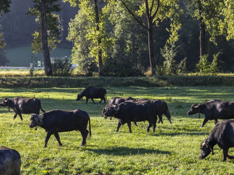 Un troupeau de buffles. La Ferme des Buffles de Travers, exploitée par Stähli Produits Fermiers SA, se situe au cœur du Val-de-Travers,