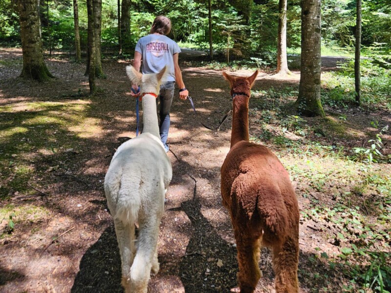 Ferme les Biolles - Oleyres