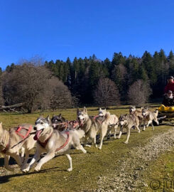 🐶 Jura Escapades – Les Bois