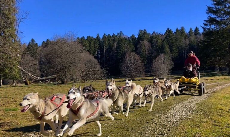 🐶 Jura Escapades – Les Bois