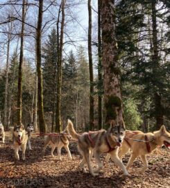 🐶 Jura Escapades – Les Bois