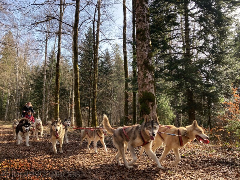 Jura Escapades, Les Bois