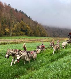 🐶 Jura Escapades – Les Bois