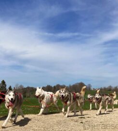 🐶 Jura Escapades – Les Bois