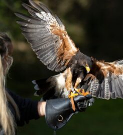 🐶 La Petite Volerie – Morgins