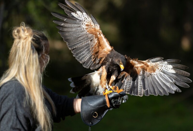 La Petite Volerie - Morgins