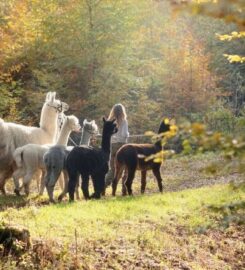 🐶 Lampaga – Romainmôtier