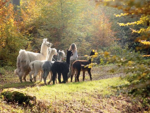 Lampaga - Romainmôtier Lampaga - Romainmôtier
