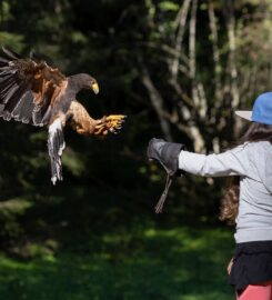 🐶 La Petite Volerie – Morgins