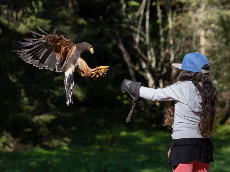 La Petite Volerie - Morgins