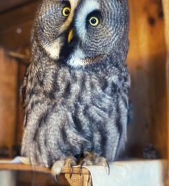 🐶 La Petite Volerie – Morgins