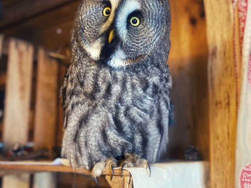 La Petite Volerie - Morgins