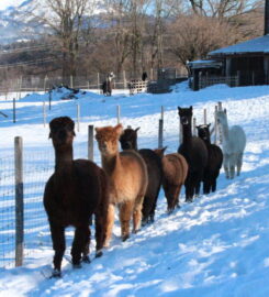 🐶 Randoalpagas – Attalens