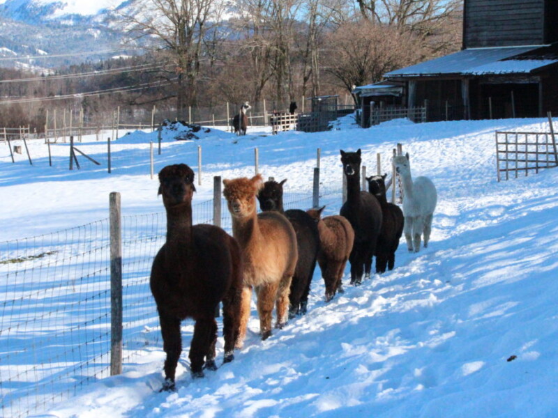 Randoalpagas - Attalens