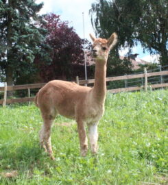 🐶 Randoalpagas – Attalens