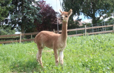 🐶 Randoalpagas – Attalens