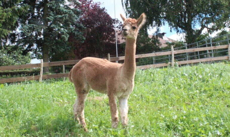 🐶 Randoalpagas – Attalens