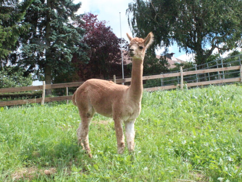 Randoalpagas - Attalens