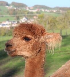 🐶 Randoalpagas – Attalens