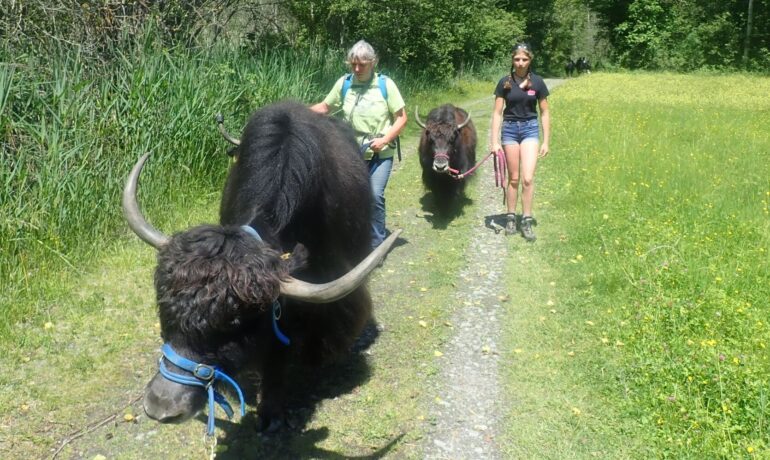 🐶 Yak’à’Oser – Crans-Montana
