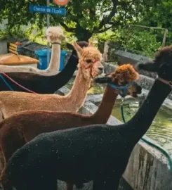 🐶 Zoa – Balades avec Alpagas – Loveresses