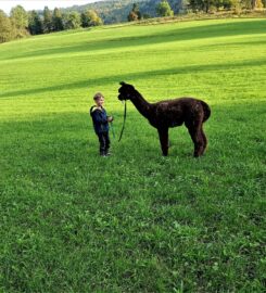 🐶 Zoa – Balades avec Alpagas – Loveresses