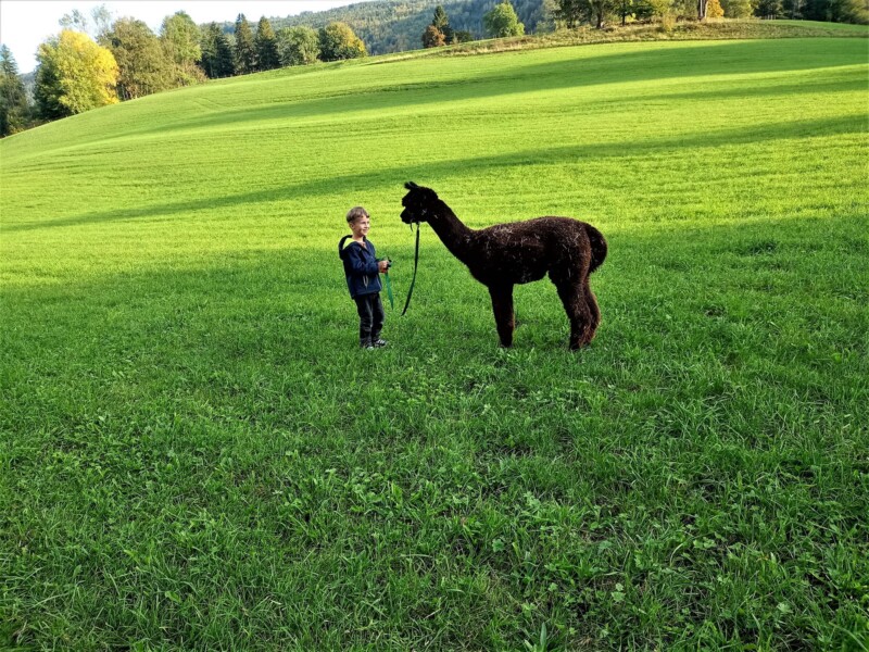 Zoa – Balades avec Alpagas - Loveresses