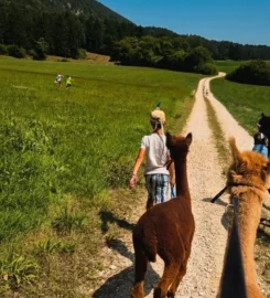 🐶 Zoa – Balades avec Alpagas – Loveresses