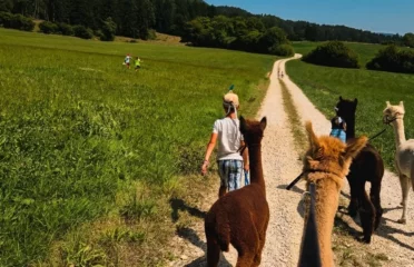 🐶 Zoa – Balades avec Alpagas – Loveresses