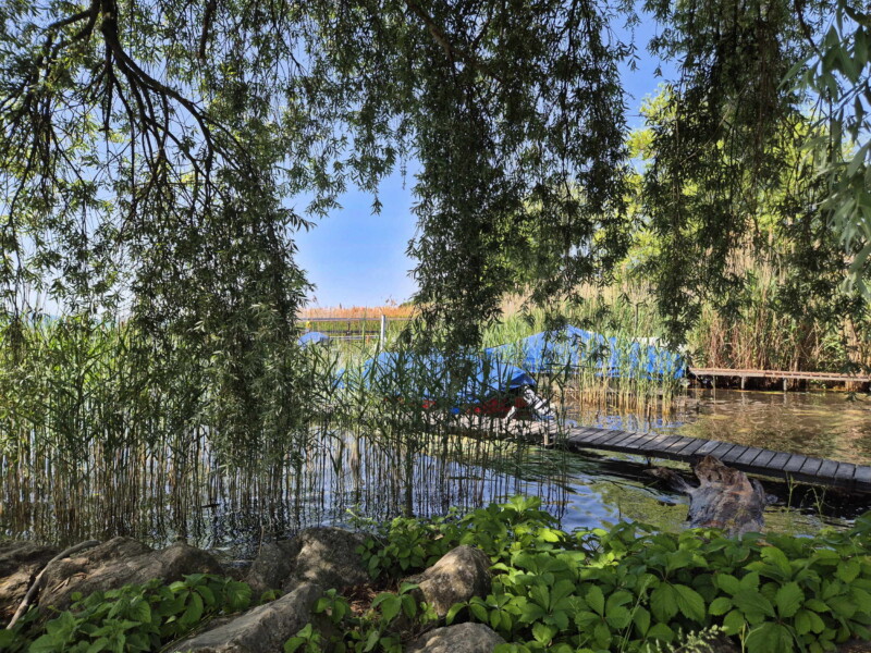 Rivage. Plage de Sugiez, commune de Mont-Vully, lac de Morat, canton de Fribourg.