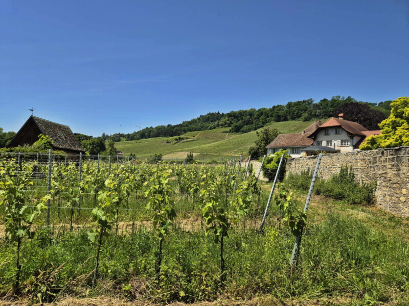 Le vignoble de Praz. Plage de Praz, Mont-Vully, Canton de Fribourg, Lac de Morat.