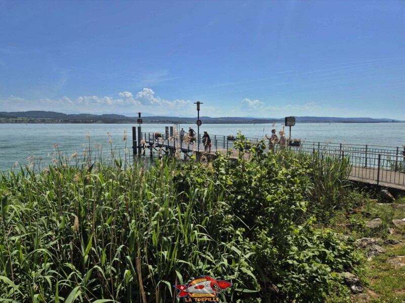 Le ponton du débarcadère depuis la pelouse de la plage de Môtier, à l'est. Débarcadère de Môtier, Mont-Vully, lac de Morat, companie LNM,.