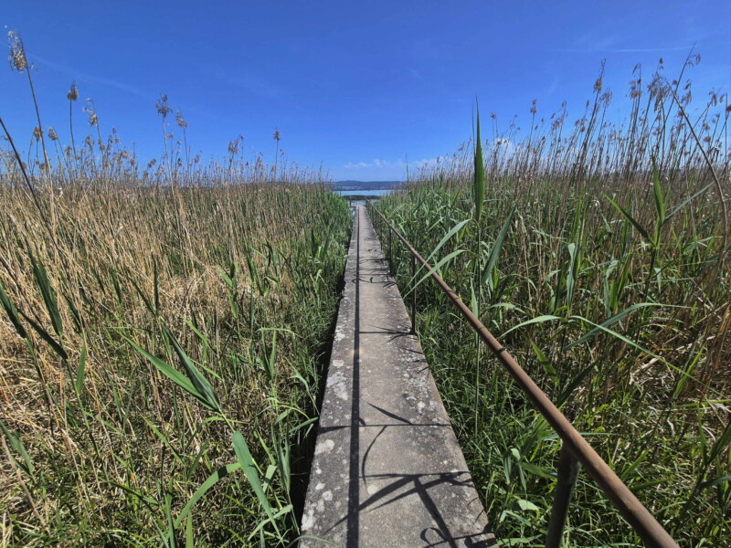 Le ponton traverse une zone de roseaux. Petite Plage de Vallamand, Vully-les-Lacs. Le ponton traverse une zone de roseaux. Petite Plage de Vallamand, Vully-les-Lacs.