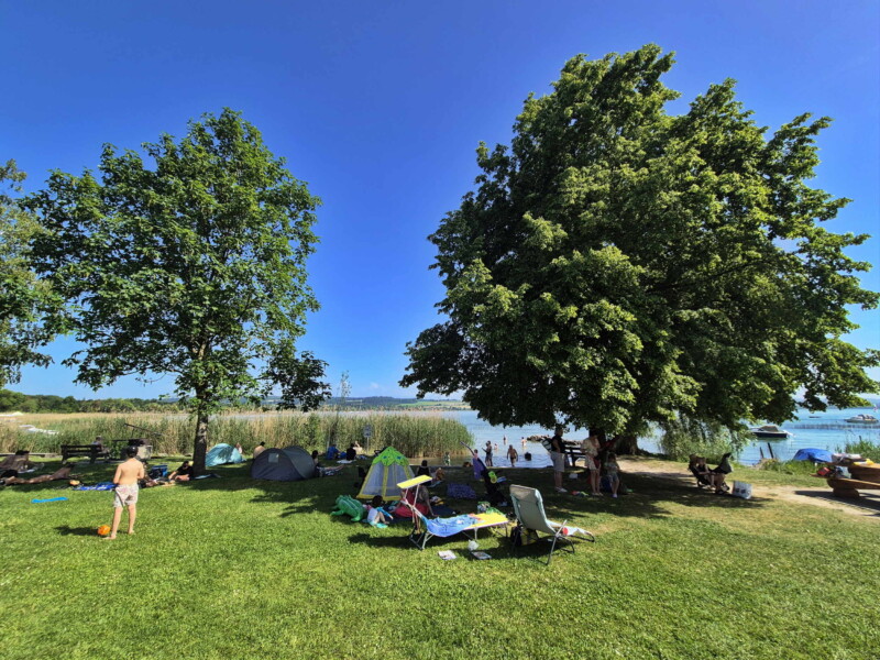 Pelouse. Plage de Sugiez, commune de Mont-Vully, lac de Morat, canton de Fribourg.