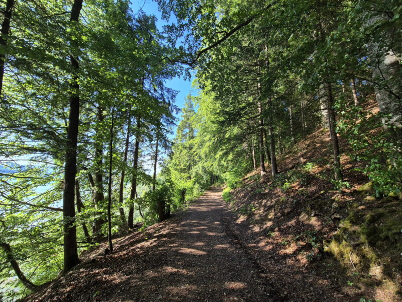 Le chemin qui longe la rive du lac dans la forêt. Le chemin qui longe la rive du lac dans la forêt.