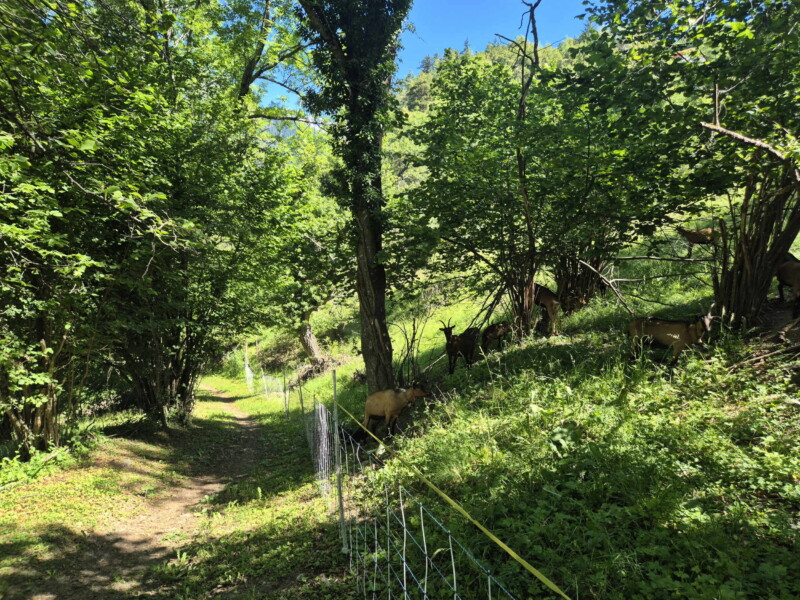 Descente à la Lienne. Randonnée bisse de Clavau.