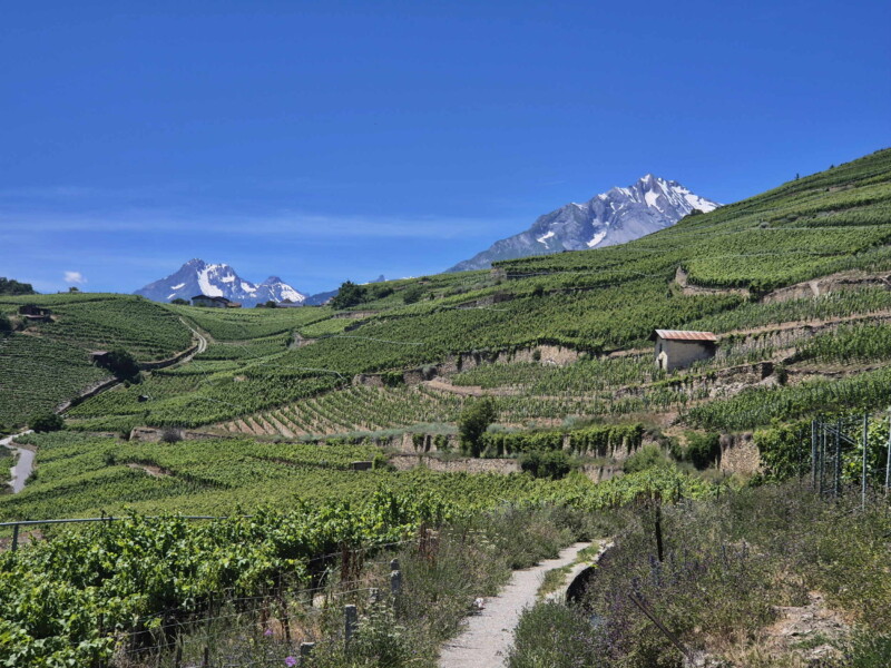 Le vignoble d'Ayent.