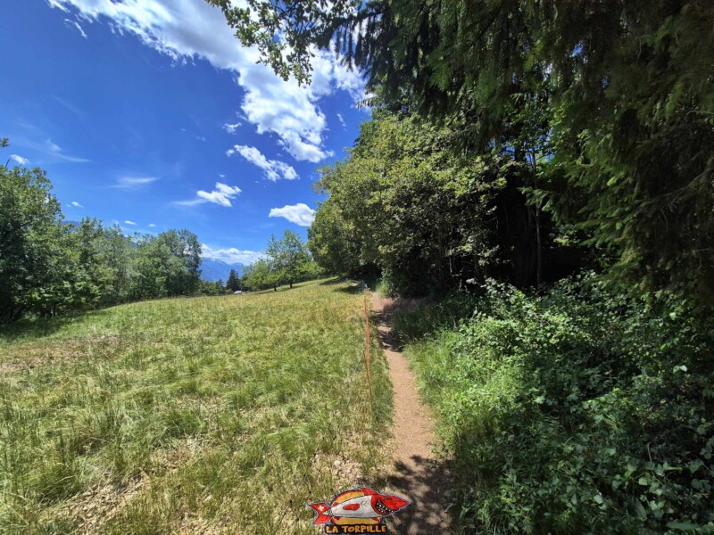 La première partie de la balade après la route d'Arbaz jusqu'à la route de Cudre. Bisse de Grimisuat