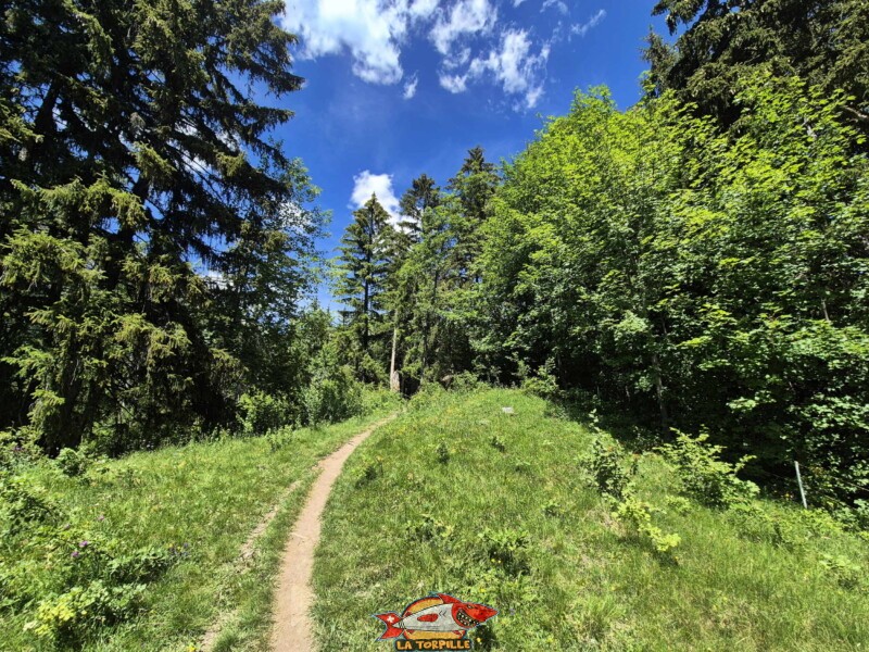 Le chemin entre la route de Larzally et la route de Combasta. Bisse de Grimisuat