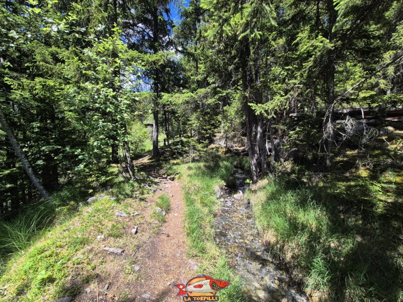 Le chemin le long du bisse, du bisse de Sion jusqu'à la prise d'eau. Bisse de Grimisuat